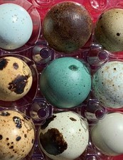 12 uova di quaglia cave di