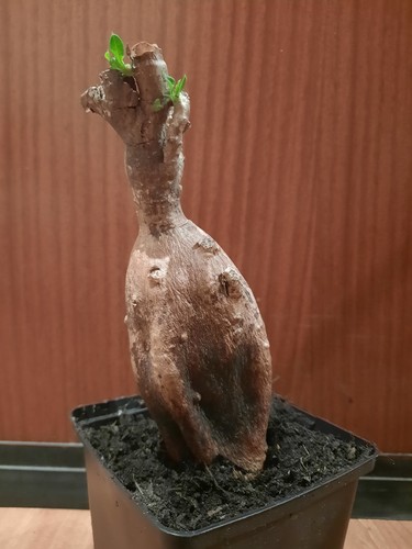 Pachypodium bispinosum nuovo - pachypodium,