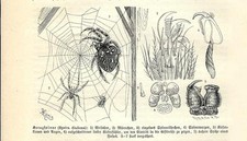 Stampa antica INSETTI RAGNO