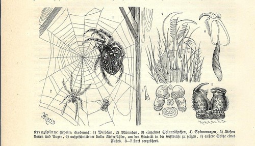 Stampa antica insetti ragno - antica,