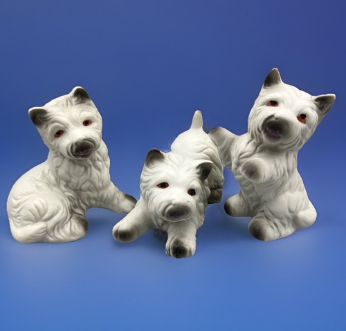 West highland white terrier - highland,