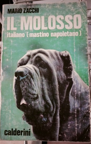 Molosso mastino - molosso, (mastino