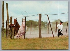 Cowboy Lasso Horses Folklore