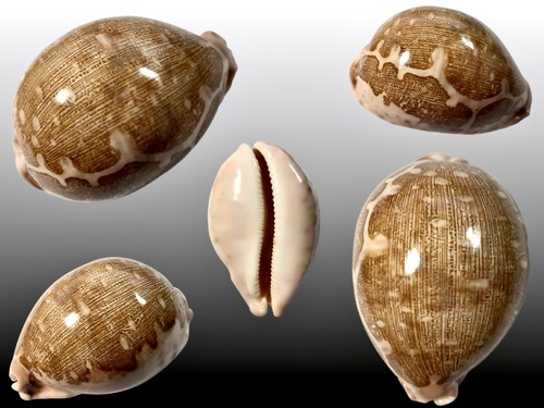 Cypraea mappa bohol - cypraea, mappa,