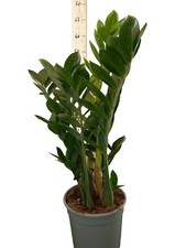 Zamioculcas piante interno - piante,