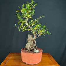 PRE BONSAI  DI MELOGRANO
