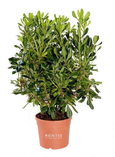 Kentis pittosporum tobira - pittosporum,