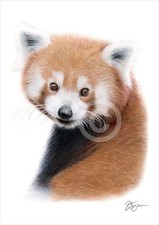 RED PANDA colour pencil
