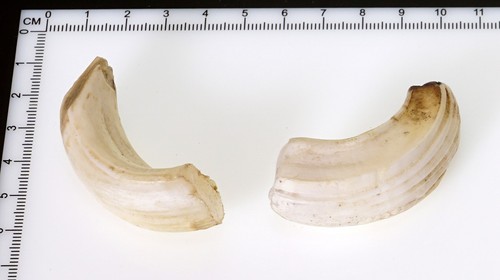 Bellissimi denti di - 2,