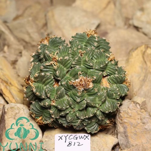 4cm rare cacti succulentlive - 5.4cm,