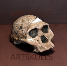 Australopithecus Africanus