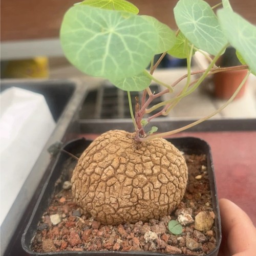 Pezzo pianta cactus 5 - cactus, 3,5-4