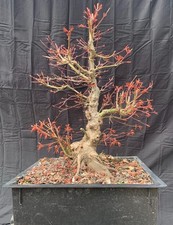 japanese maple bonsai field