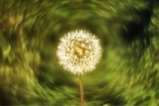 Obiettivo Helios 44M modifica Petzval Dreamy Swirly Bokeh Angel Wing attacco M42