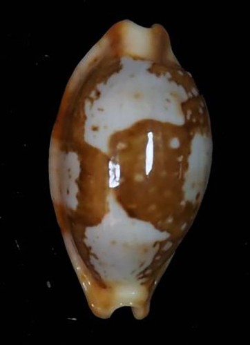 Cypraea stolida thakau rare - cypraea,
