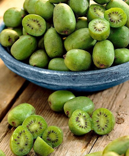 Mini kiwi autofertile - -, pianta
