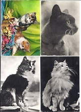 Set di 4 cartoline di gatti.