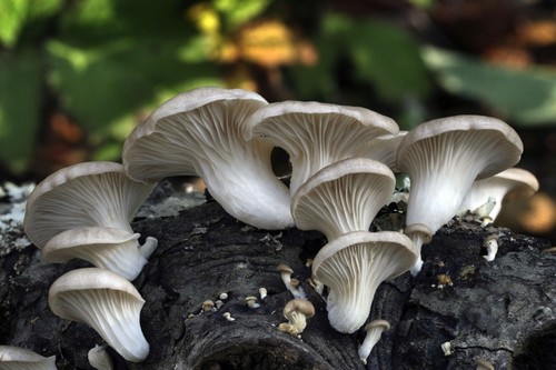 Pleurotus ostreatus florida - ostreatus,