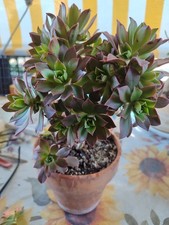 Aeonium  Leucoblepharum