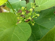 Jatropha curcas, noce fisica