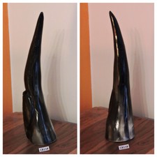 Corno bue africano originale - bue,