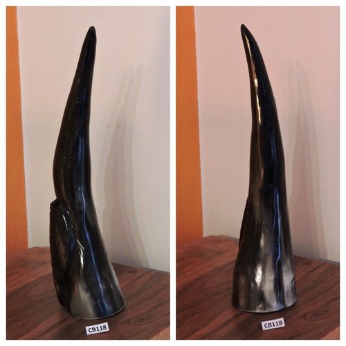 Corno bue africano originale - bue,
