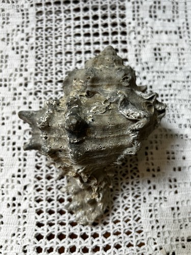 Mollusco murex shell - mollusco, barnacled