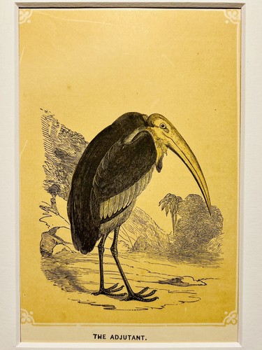 Aiutante uccelli ornitologia