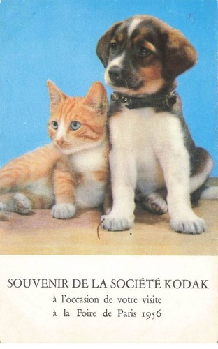 Gatti mk40072 cucciolo - #mk40072, un