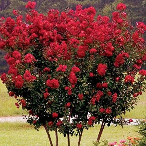 Lagerstroemia indica rossa