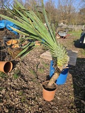 Yucca recurvifolia 140 - recurvifolia,