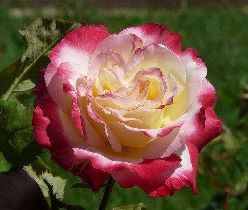 Semi rosa double delight - 70, di
