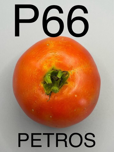 Graine seed tomate dwarf - graine,