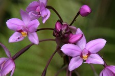 Orchidea terra filippina - orchidea, da