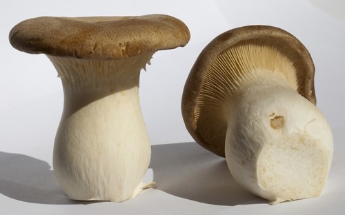 Pleurotus eryngii micelio - , a