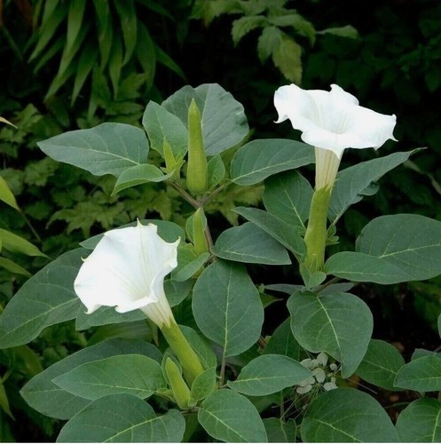 30g datura metel essiccata - datura,