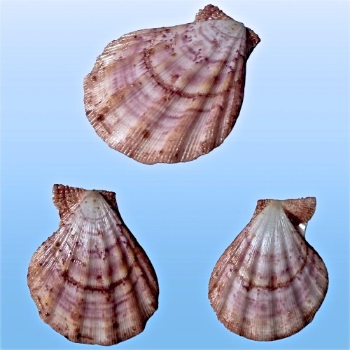 Pectinidae manupecten - pectinidae,,