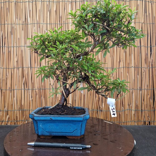 Bonsai azalea 35cm visita - azalea,