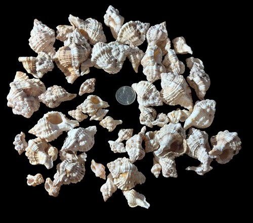 F1194 lotto conchiglie di - di,