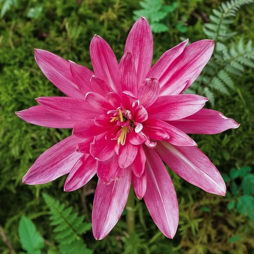 Bulbi colchicum ninfea - bulbi,