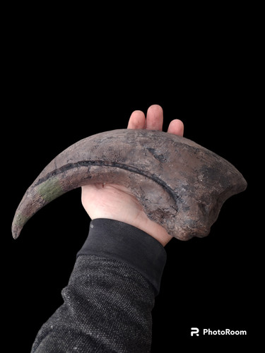 Baryonyx walkeri artiglio