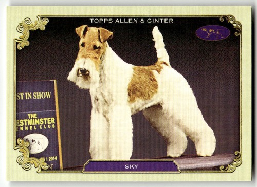 2024 topps allen ginter - topps, &