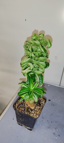 Adenium mini corno dorset - adenium,