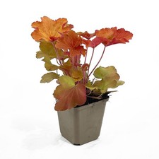 Heuchera caramel - heuchera, caramel®