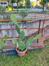 Pianta vaso fico d - in,
