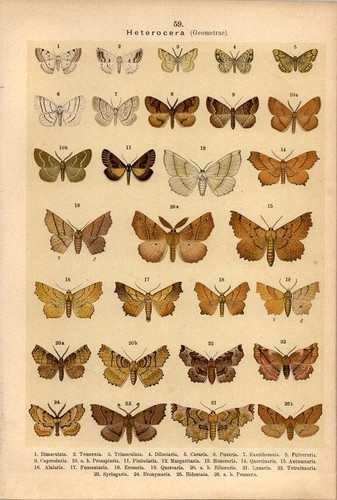 Lithographie schmetterlinge - lithographie,
