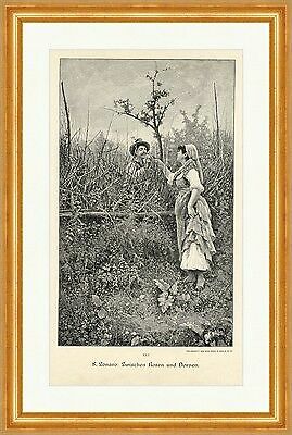 Zonaro tra rose e - tra, spine