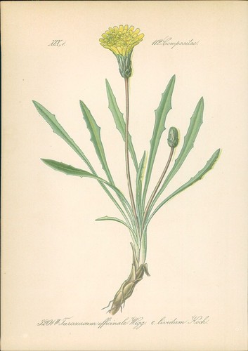 Chromolithographie - ,
