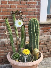Mix cactus grandi 6 piante - di,