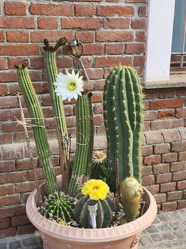 Mix cactus grandi - grandi,, piante